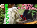 【あつ森でお馴染みの蝶も】マレーシアのジャングルで発見!枯れ枝や葉にモノマネする昆虫&超派手なセミ【どうぶつ奇想天外/WAKUWAKU】