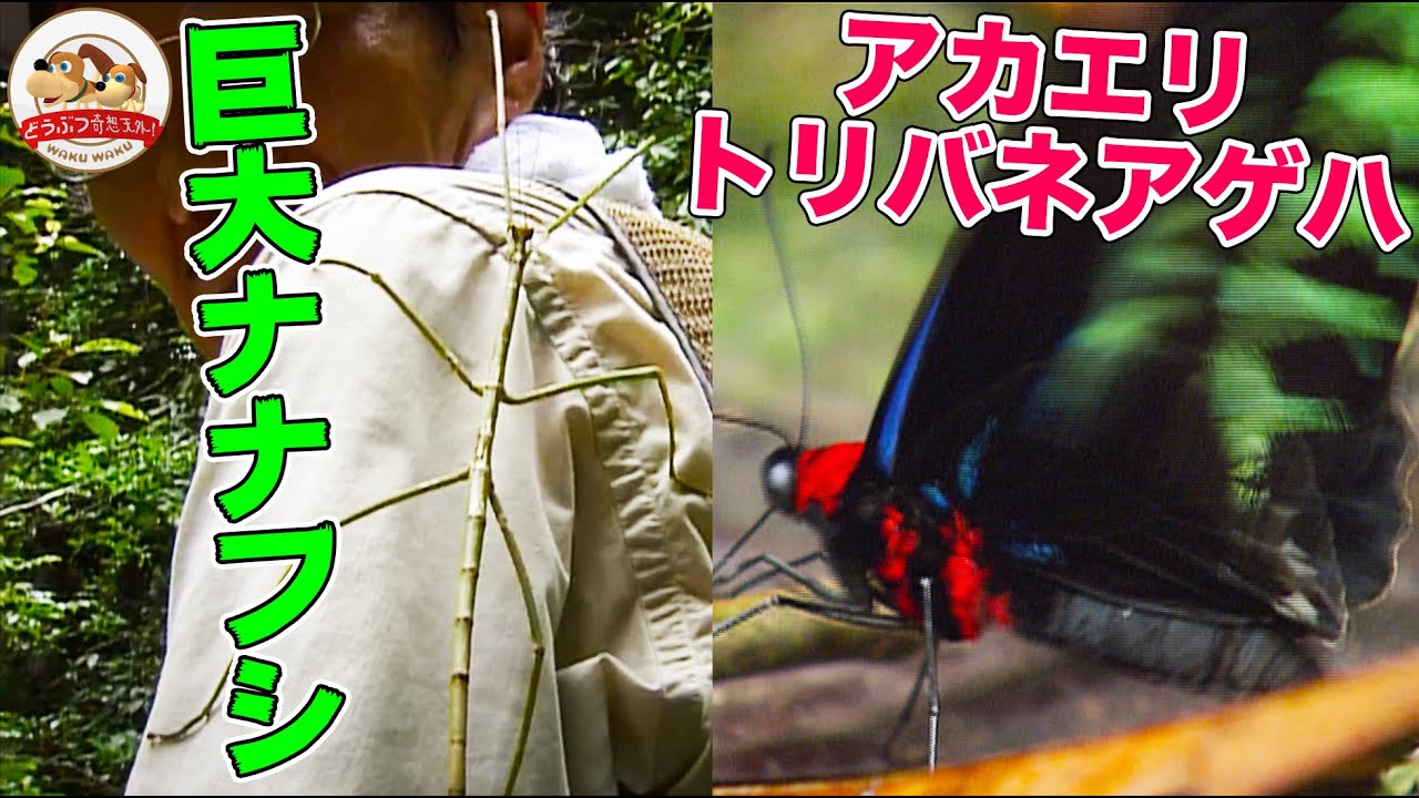 あつ森でお馴染みの蝶も】マレーシアのジャングルで発見！枯れ枝や葉に
