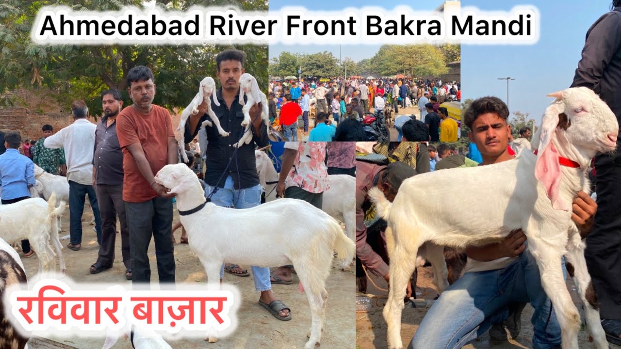 रविवार बाज़ार Ahmedabad River Front Bakra Mandi On Sunday 5 / 1 / 2025 ​⁠
