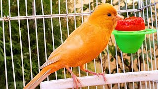 Best Orange Canary singing | HD video and sound | تغرید کناري | صدای کنری مست