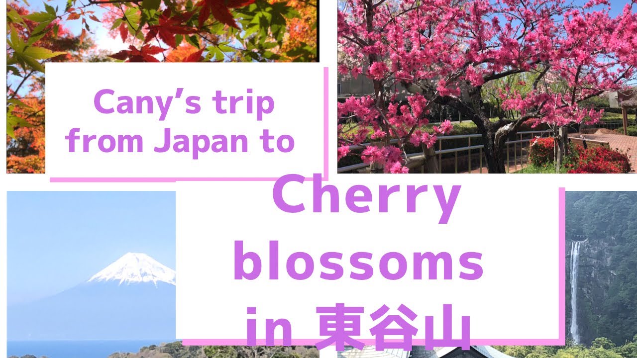 Cherry Blossoms View From Togokusan Fruit Park In Nagoya Aichi Japan 東谷山フルーツパーク 桜 Youtube