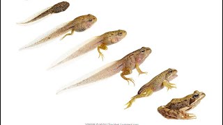 Raising Tadpoles into Frogs for my back yard!