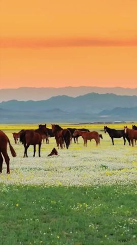 Horses in beautiful nature | Pferde in schöner Natur #horse #beautiful #pferd #animals #shorts