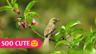 Cute Parrots Videos Compilation cute moment of the animals - Soo Cute!😍