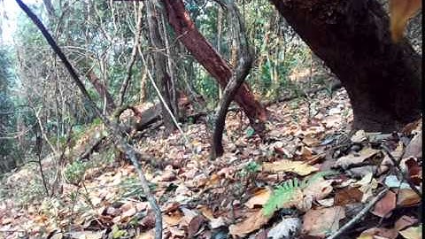 Cuab qaib qus tuaj zoo kawg ##bẫy gà rừng bằng mái mồi qúa đỉnh clip đẹp