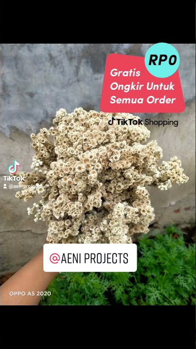 Bunga Edelweis Bahan Mahar Rustic