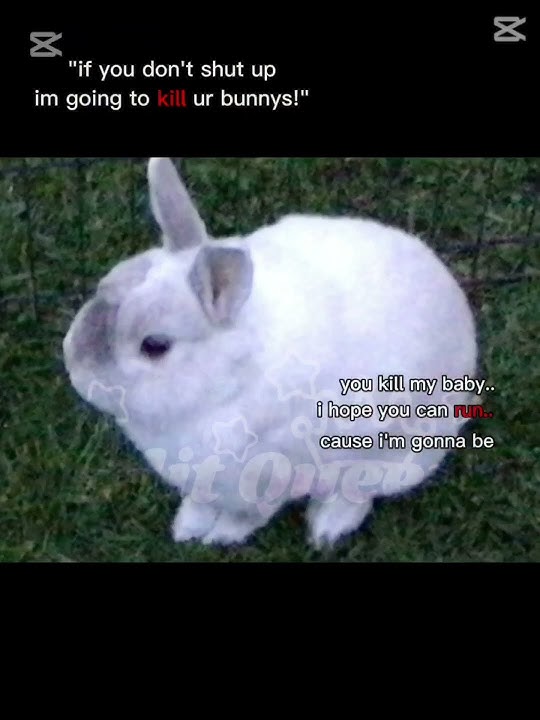 Bye bye  #bunny #byebye #animals #ihaveyourwig