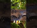 African Wild dogs #wildlife #nature #animals #dog