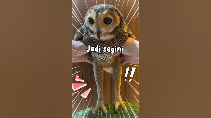 Kaki burunghantu bisa sepanjang ini?? #burunghantu #owl #animal #animalfunny #funny #funnyanimal