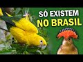 ENDÊMICAS do BRASIL - Aves que SÓ EXISTEM NO BRASIL | Pássaros 100% brasileiros | PLANETA AVES