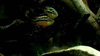 Download Lagu salvini breeding