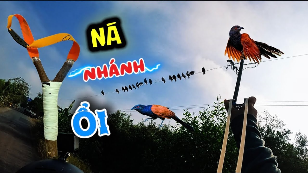 Ná cao su - Thử Làm Ná Từ Nhánh Ổi Trên Tầng Nhà Và Gắn Thun M72 Pro Mới Liệu Có Săn Được Siêu Phẩm