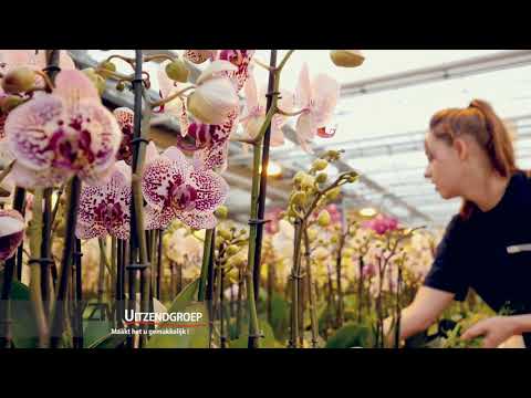 Videó: Scilla virág: termesztés, leírás