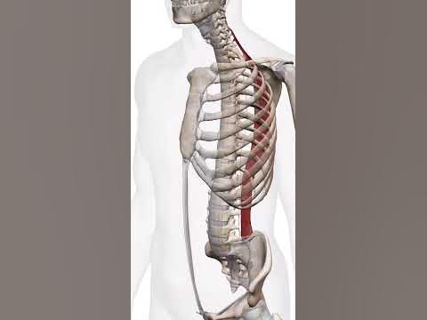 頚腸肋筋・けいちょうろくきん／Musculus iliocostails cervicis YouTube