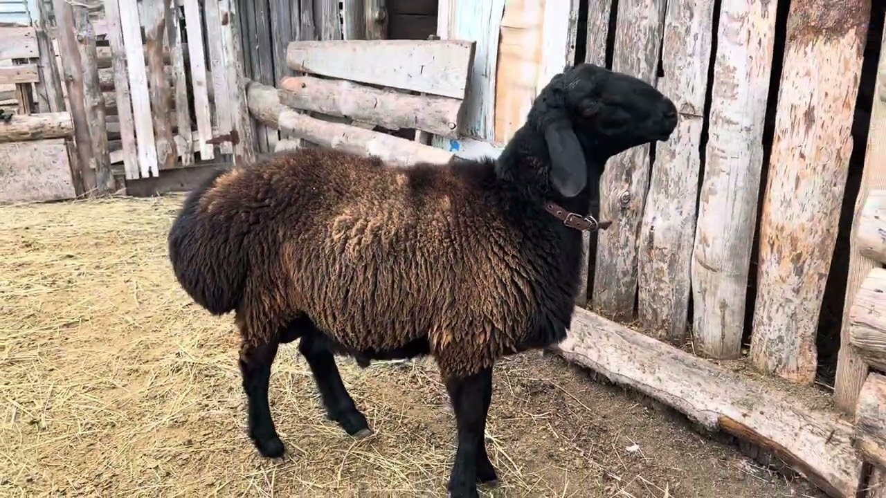 Гиссарский баранчик грубого типа по кличке Бульдозер  24/10/2025 