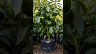 “20+ Bell Peppers on One Plant 😱🌶️ Grow at Home Easily! #Shorts”