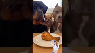 a mischievous and adorable dog #funnyvideo #funny #afvfam #dog #dogshorts