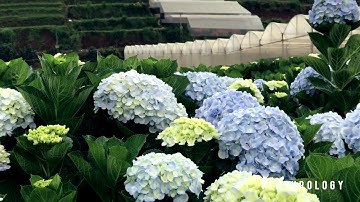 Cánh Đồng Hoa Cẩm Tú Cầu Đà Lạt Hydrangea Garden - by Venturology