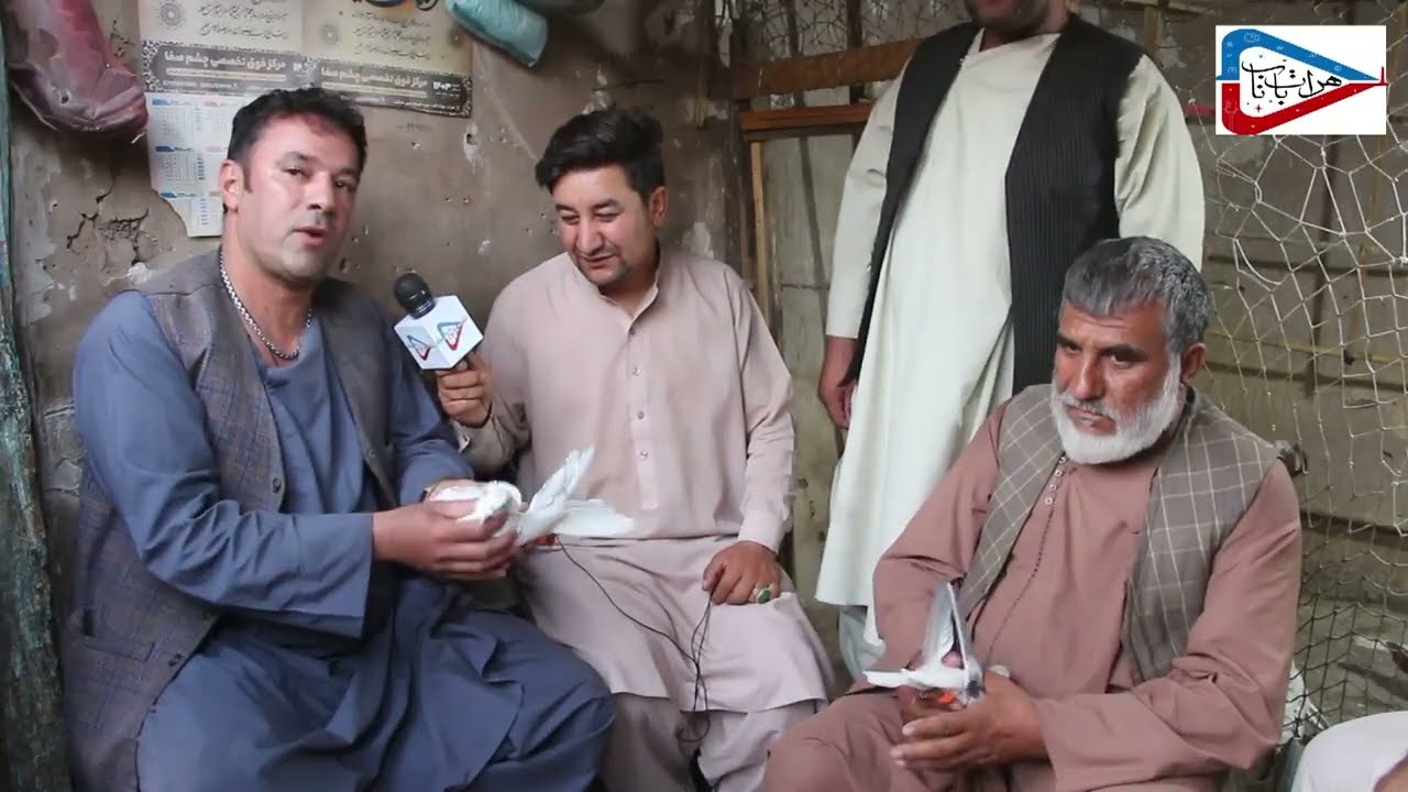 کفتر بازها شوقی ولایت هرات