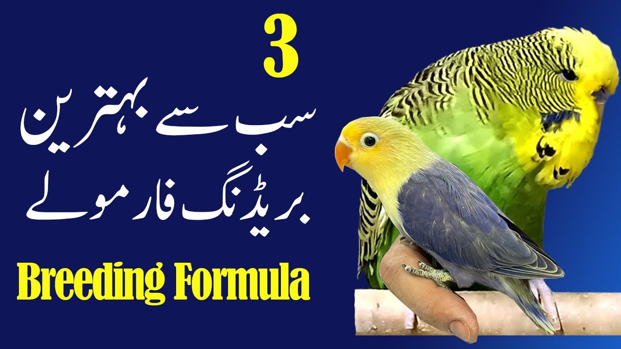3 Best Breeding Formula For Lovebirds, Budgies and other Cage birds. Video No 800