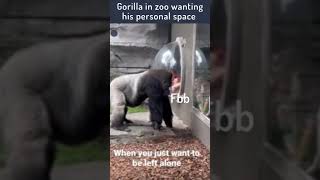 #shorts  Gorilla in zoo wanting his personal space