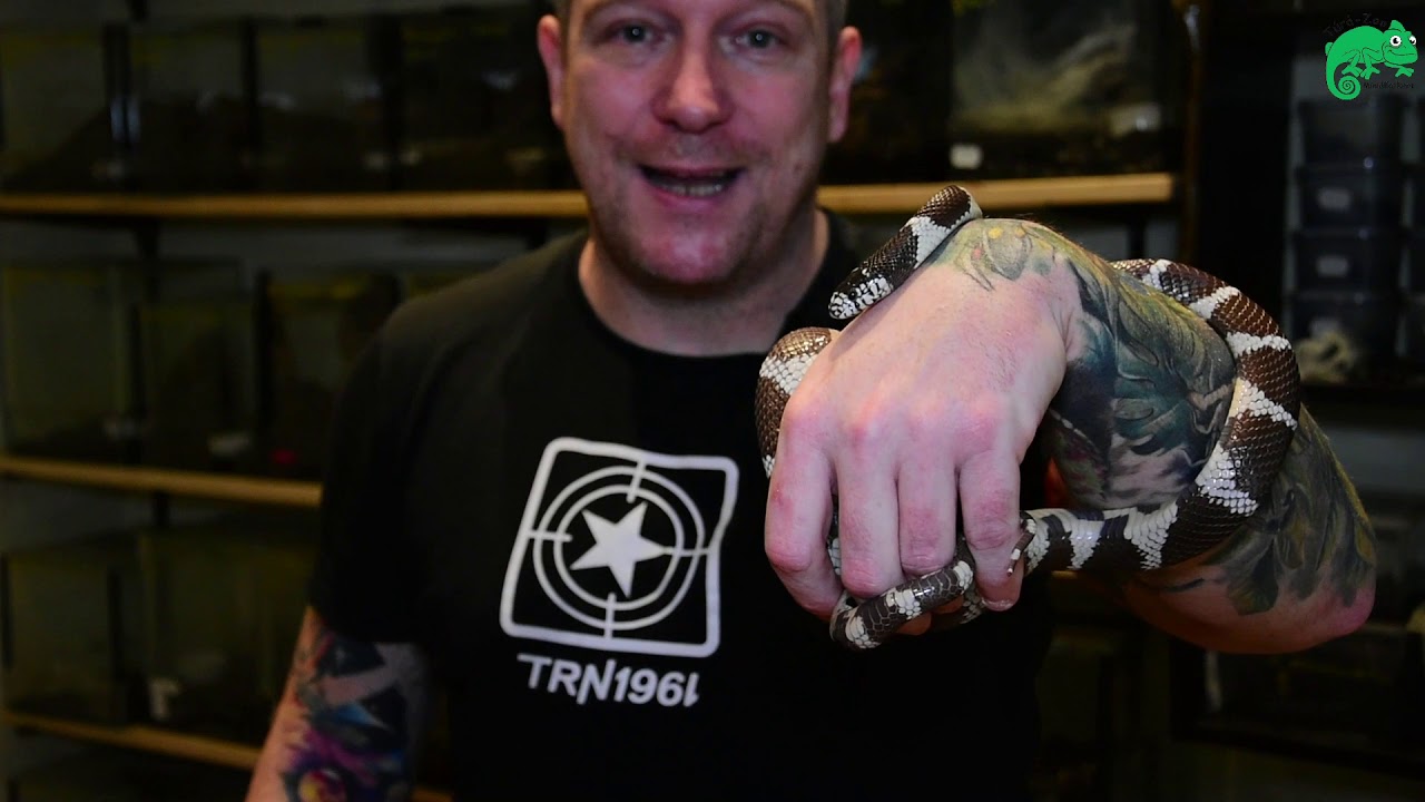 A kaliforniai királysikló