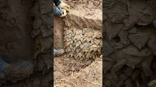 Pretty Much Forced Brumation Here