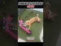 Ranking the Hilarious Cat Ever 😸 😹