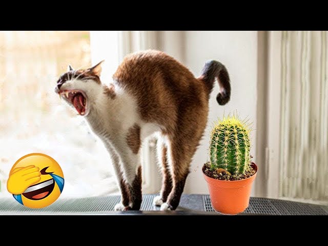 You Laugh You Lose 🤣 Funniest Cats and Dogs 2023 😸🐶 Part 23 class=