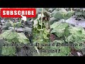 आखिर कार खीरा में क्रीमी वाइरस को फैलने से कैसे रोके 💯💰#farming #polyhouse #khetibadi #farmer 