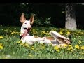 Поденко ибисенко / Поденко-ибиценко / балеарская левретка / Padenco Ibicenco / Ibizan Hound /