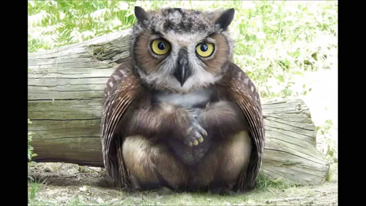 Фото Несуществующих Животных