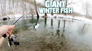 Searching for BIG FISH in Fresh Snow! || Hunting The ELUSIVE TIGER Trout.. screenshot 1