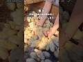 【香川デート】日本一自由な動物園でまさかの⋯