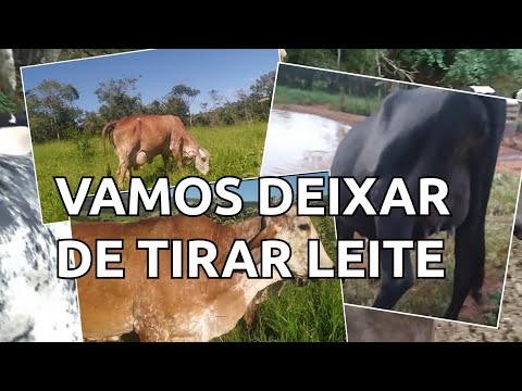Vamos parar de tirar leite da vaca Castanha / chegou o futuro reprodutor ...