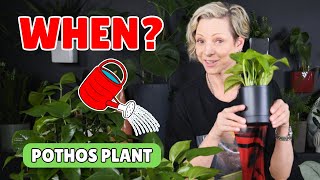 When To Water Pothos Plant