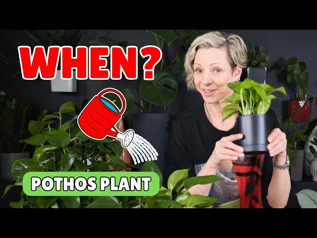 pot for zz plant ZZ Plant  Uniquely Chic Florist