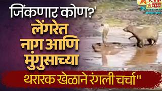 लेंगरेत नाग आणि मुंगुसाच्या थरारक खेळाने रंगली चर्चा" | 7 STAR