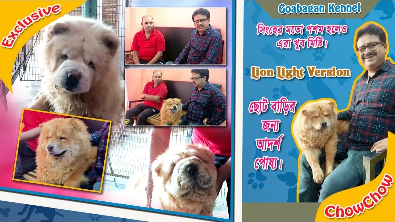 BEST DOG KENNEL IN KOLKATADOG KENNEL IN KOLKATA BestDogKennelKolkata YouTube