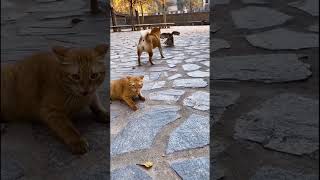 This dog saved the cat’s life 😊😮