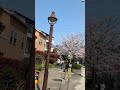 桜の美しさに息を呑む#花見