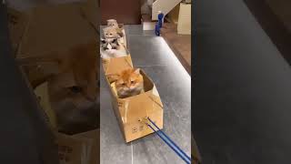 ketika kucing naik bus dari kardus#cat #kucinglucu #meongmeong #kucing #video