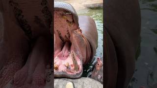 Cleaned the teeth of Motu Hippo today 🦛 🧹😍 | #luckygameplay