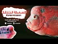 Flowerhorn         