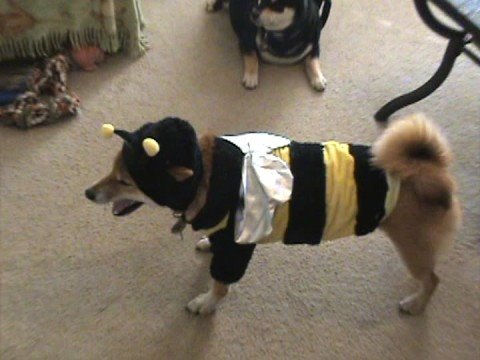 Shiba Inu Halloween Party Youtube