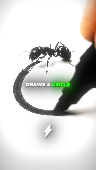 The Truth Behind The VIRAL Trapped Ant... 🤯🧠