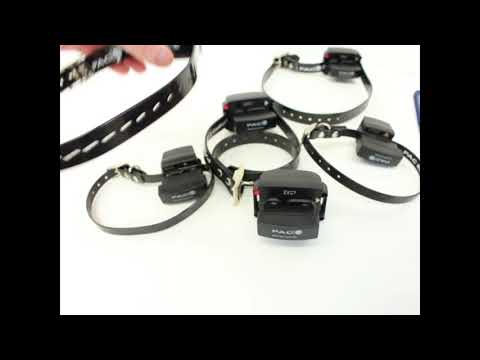 pac dog collar not working