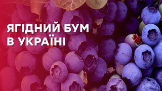 😱 ЦІНИ НА ЛОХИНУ ТА МАЛИНУ ЗРОСЛИ? БУМ ЯГІДНОГО БІЗНЕСУ серед аграріїв України! Кавуни ПОДЕШЕВШАЛИ!