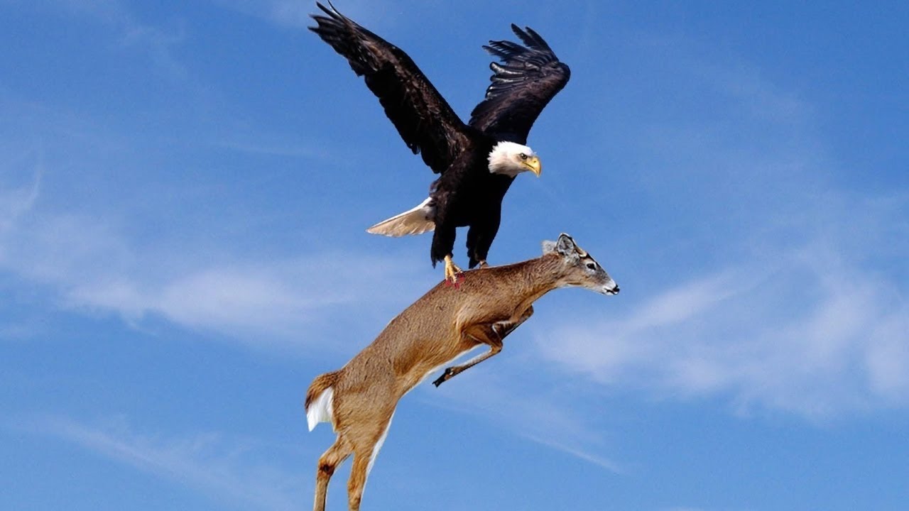 Animals Fact: The mystery of the Eagle's power - "Lord of the sky"