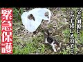 ビニール袋に入れられ遺棄された体調が最悪な子猫を緊急保護しました